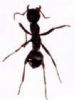  Black Ant P.E.